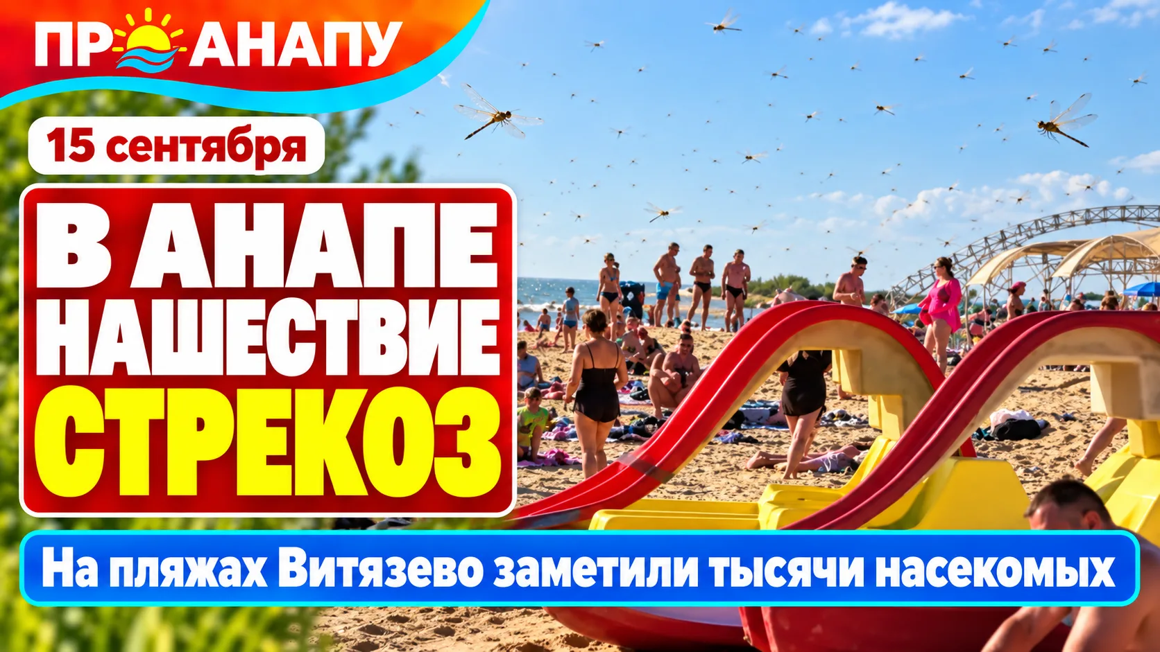 Тысячи стрекоз заполонили пляжи Анапы