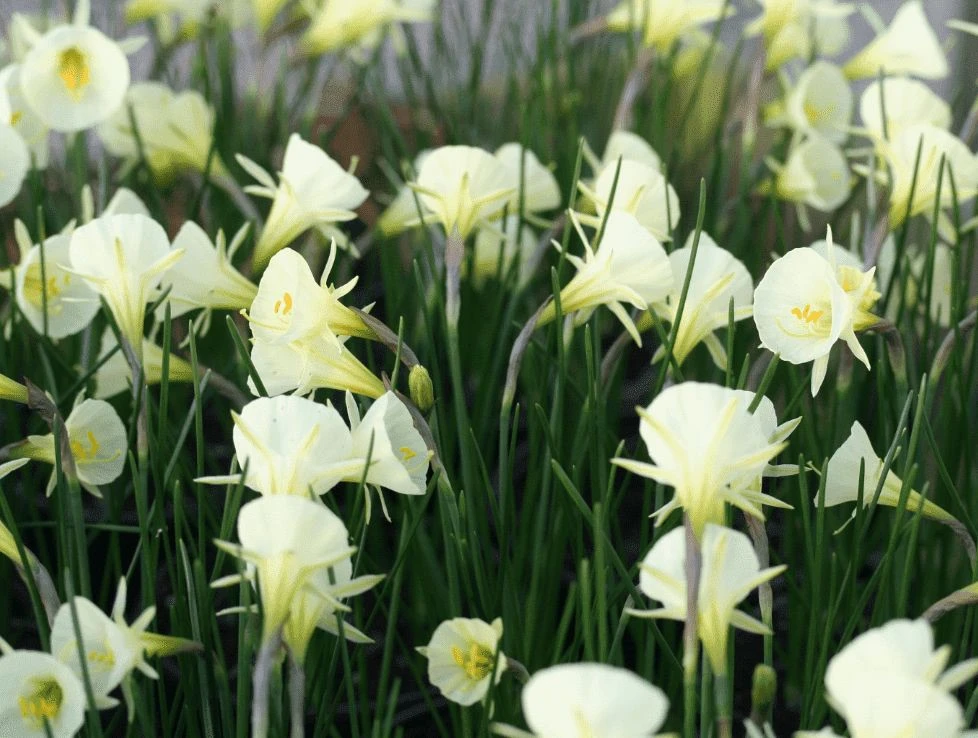 «Термит»: Нарцисс «Артик Беллз» — нежный и многоликий! 🌼💚