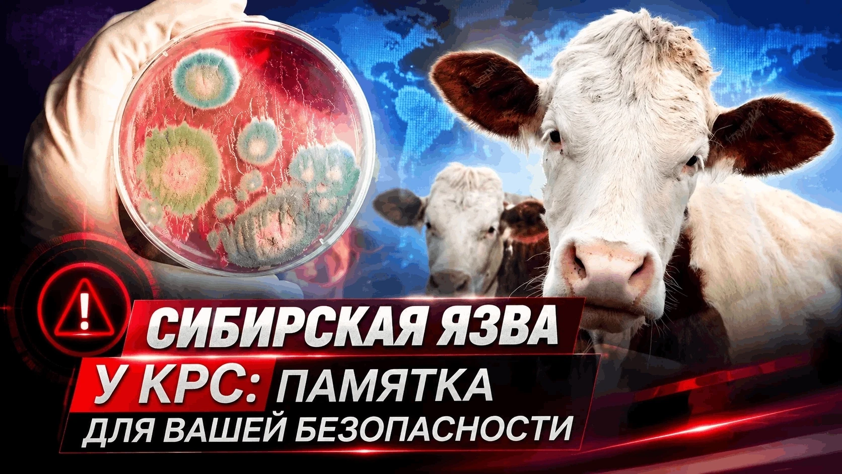🐂Сибирская язва — смертельно опасная инфекция, которая может поражать как животных (особенно крупны
