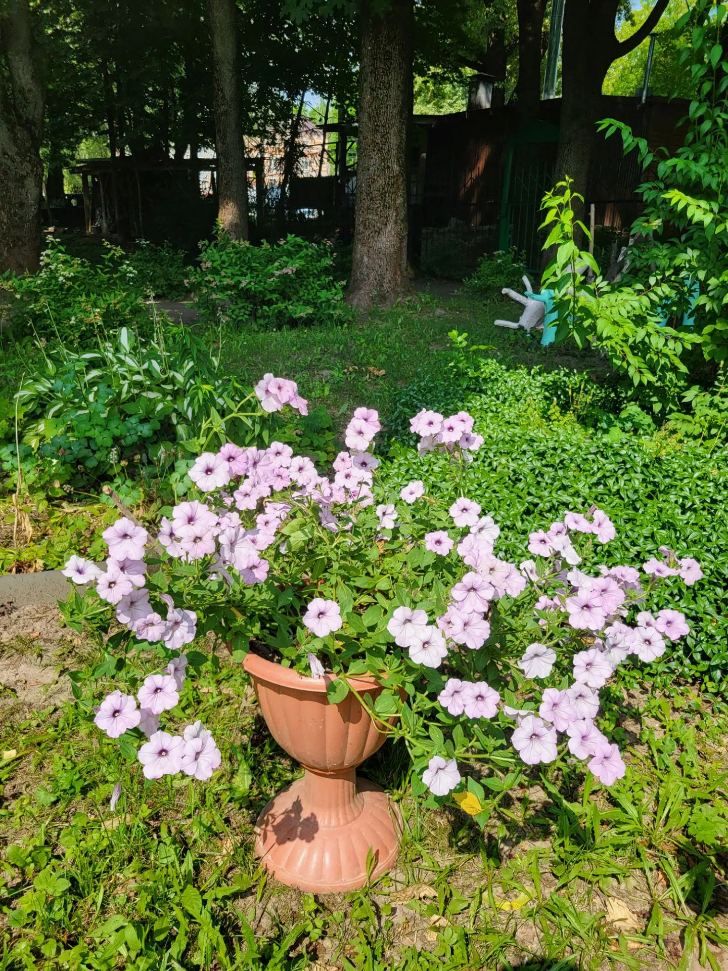 📸 Гость в ленте

🌸 Сегодня у нас - петуния гибридная (Petunia × atkinsiana), семейство Паслёновые 
