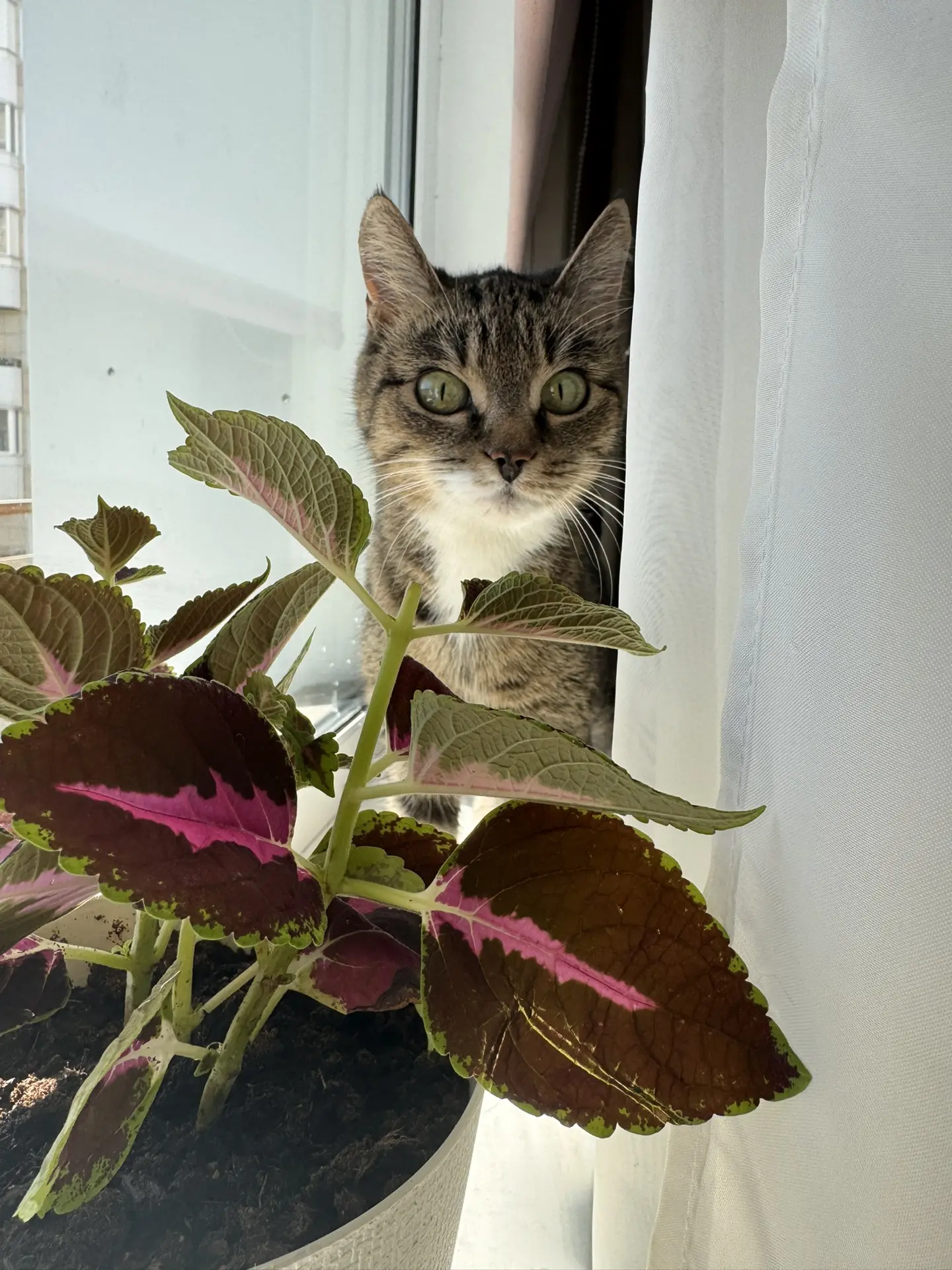 С первым днём лета 🍀🐱🌸
