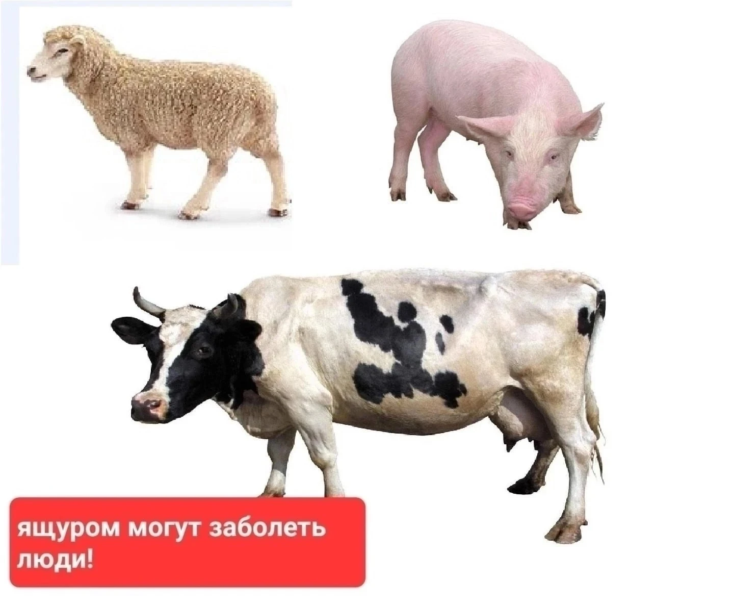 ⚠️Ящур ⚠️— острое вирусное заболевание, характеризующееся интоксикацией и везикулезно-э...
