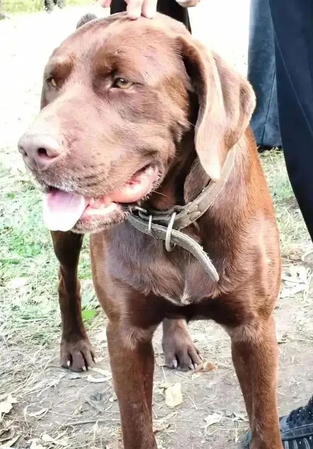 🆘СРОЧНО! Потерялась собака в посёлке Южном г. Шахты! 🆘