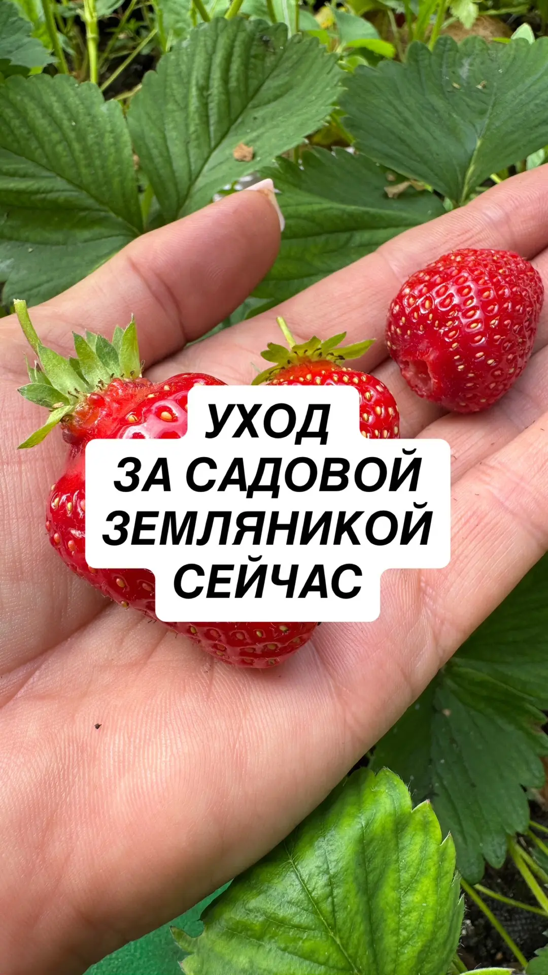 Про клубнику и не только
