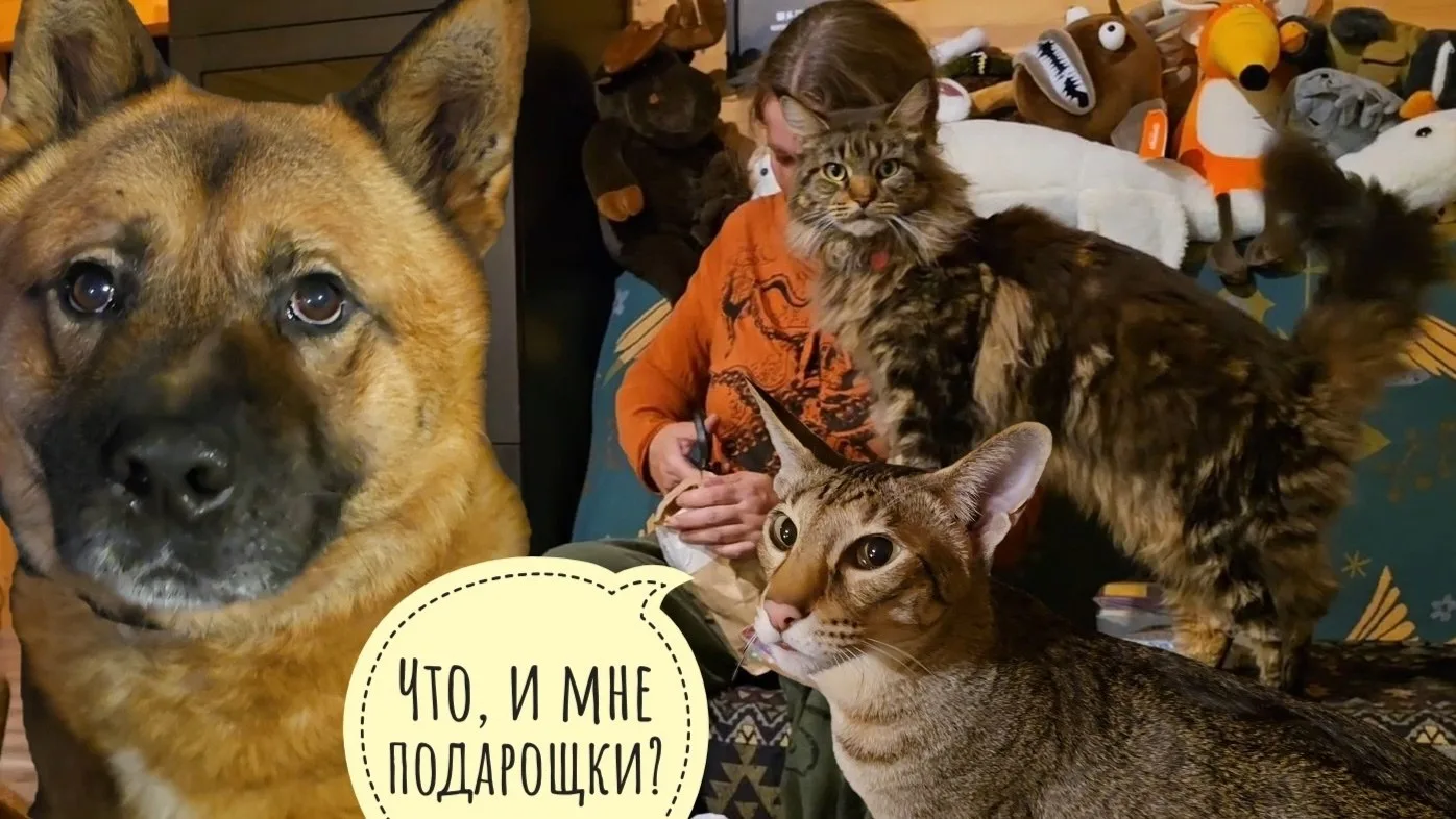Все ушли на распаковку посылочки, а Артёма забыли! Треугольный кот тоже хочет в распако...