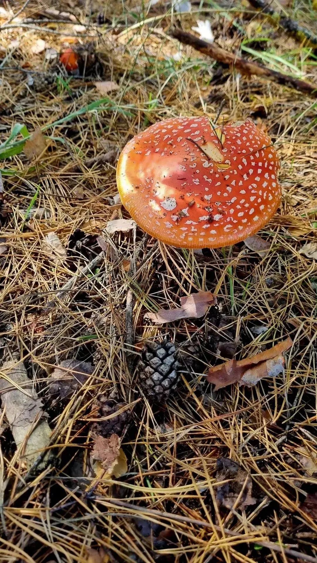Грибной сезон в фото читателей 🍄