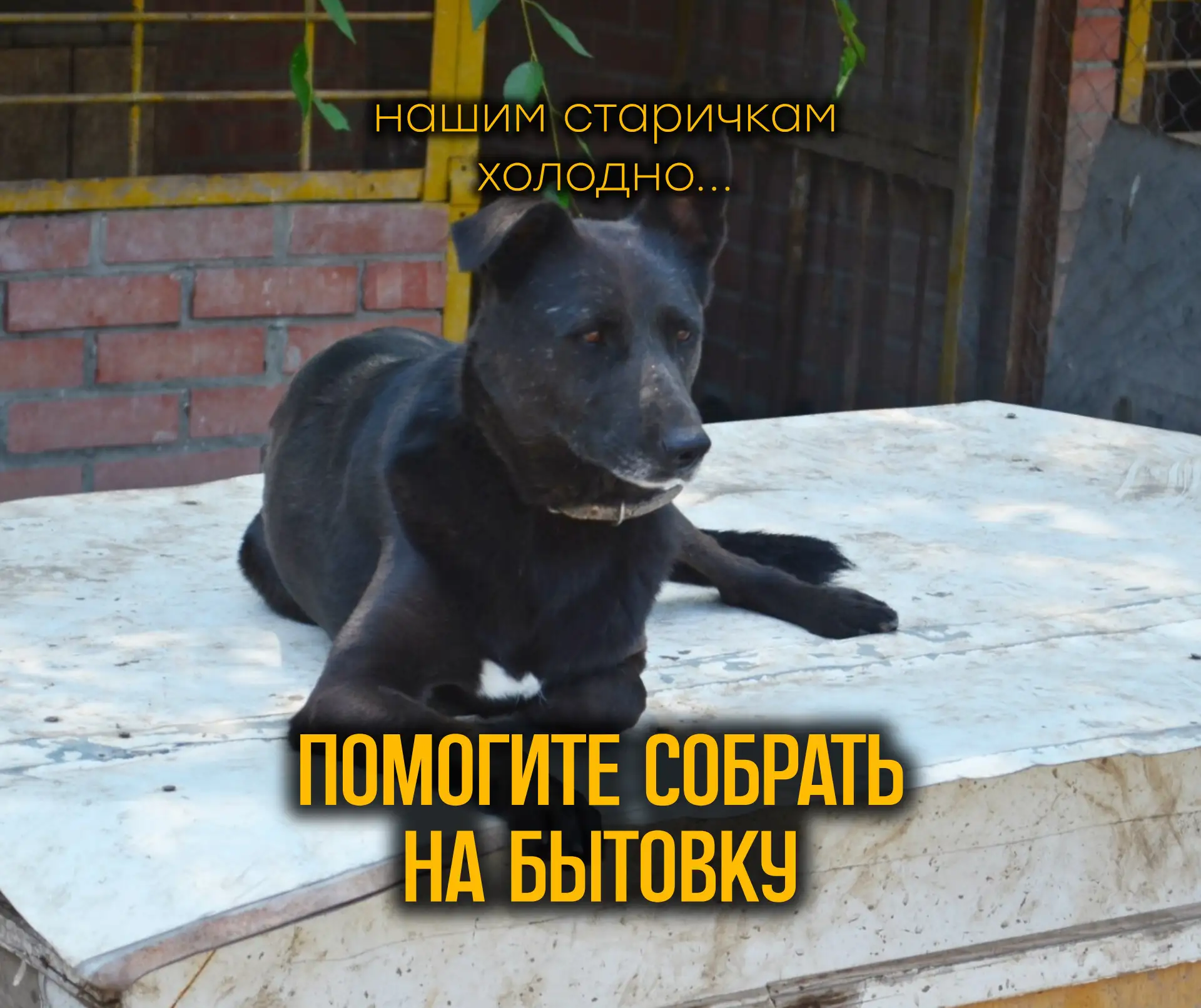 Помогите нашим старичкам быть в тепле зимой, пожалуйста 🙏