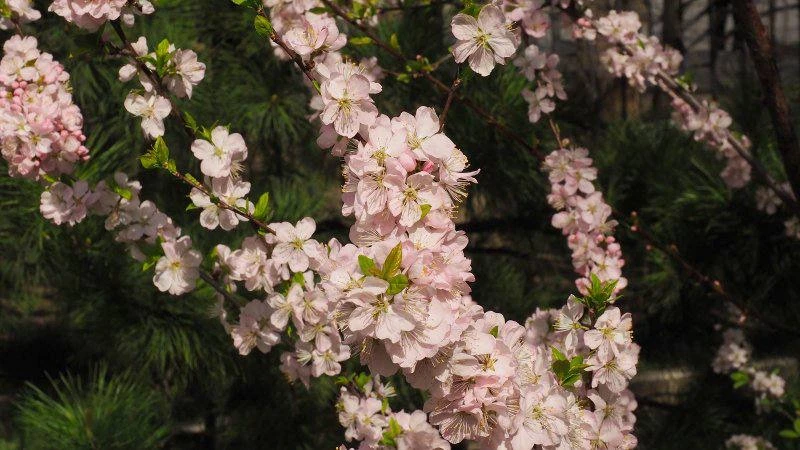 🌸 После сакуры в Москве зацвел и миндаль