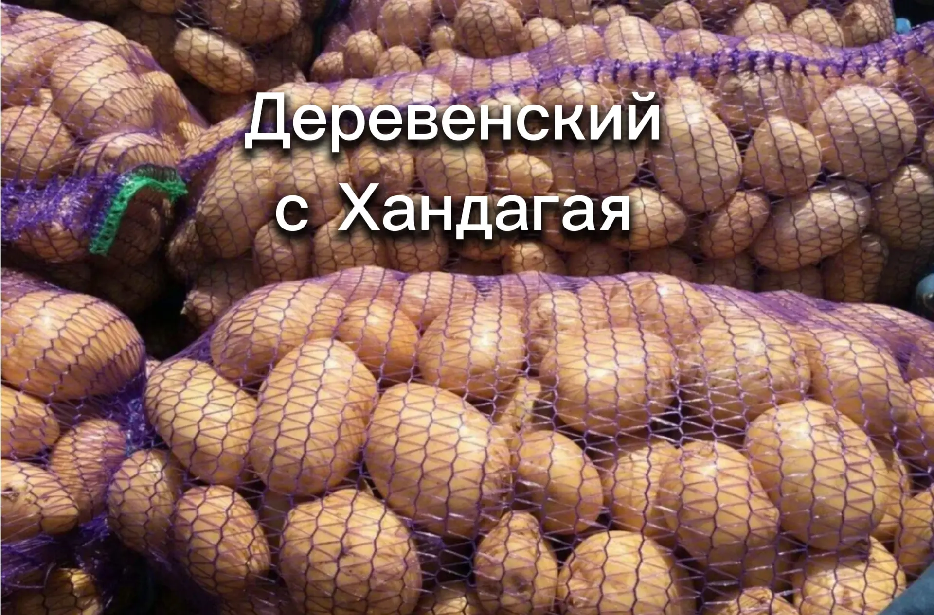 Картофель 2026 🥔 сорт галла в куле 5 ведер 🪣 1500р куль 89016314718 звоните на сообще...
