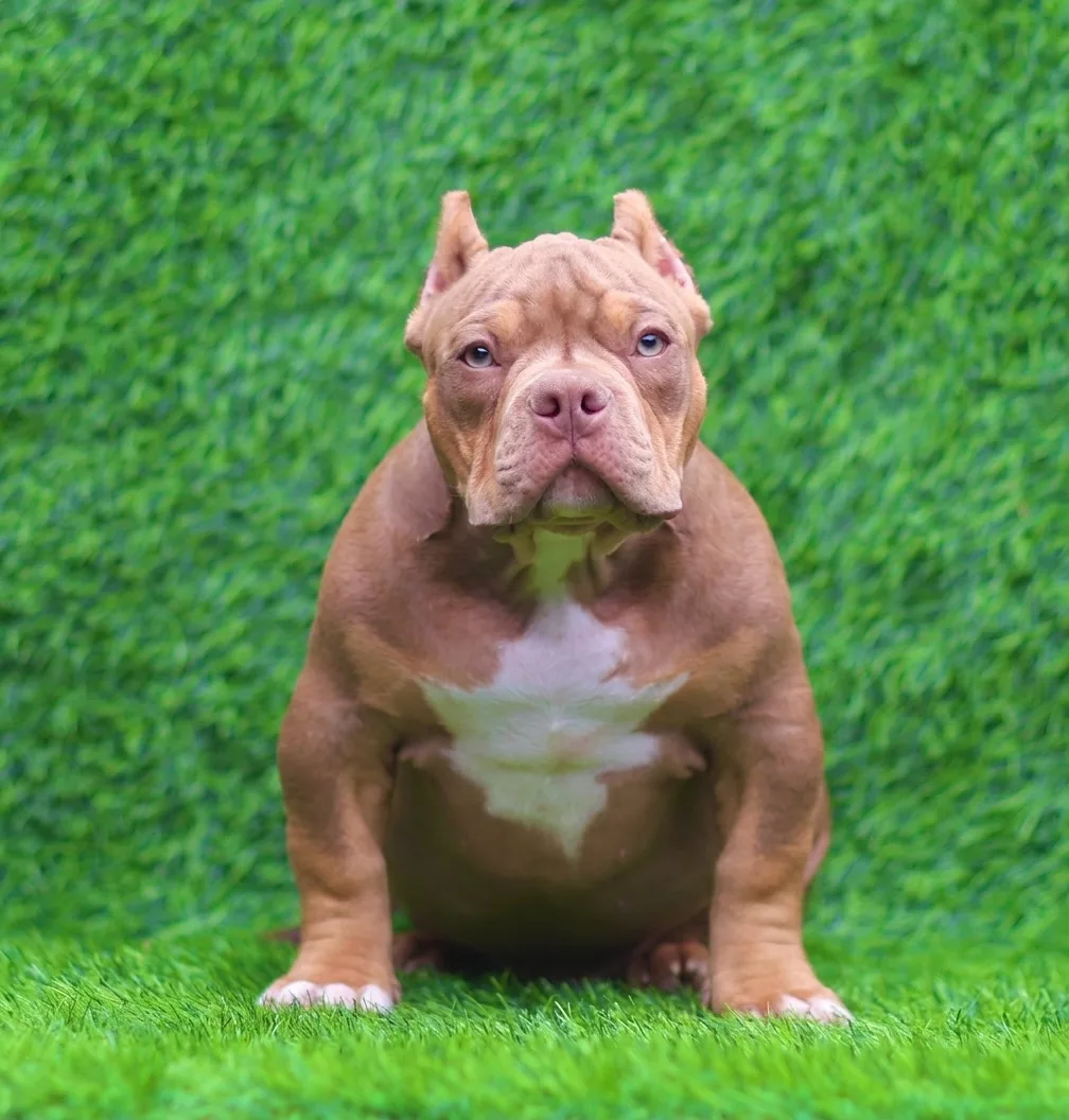 Предлагается малыш American Bully — Golden Bulls Ilton!