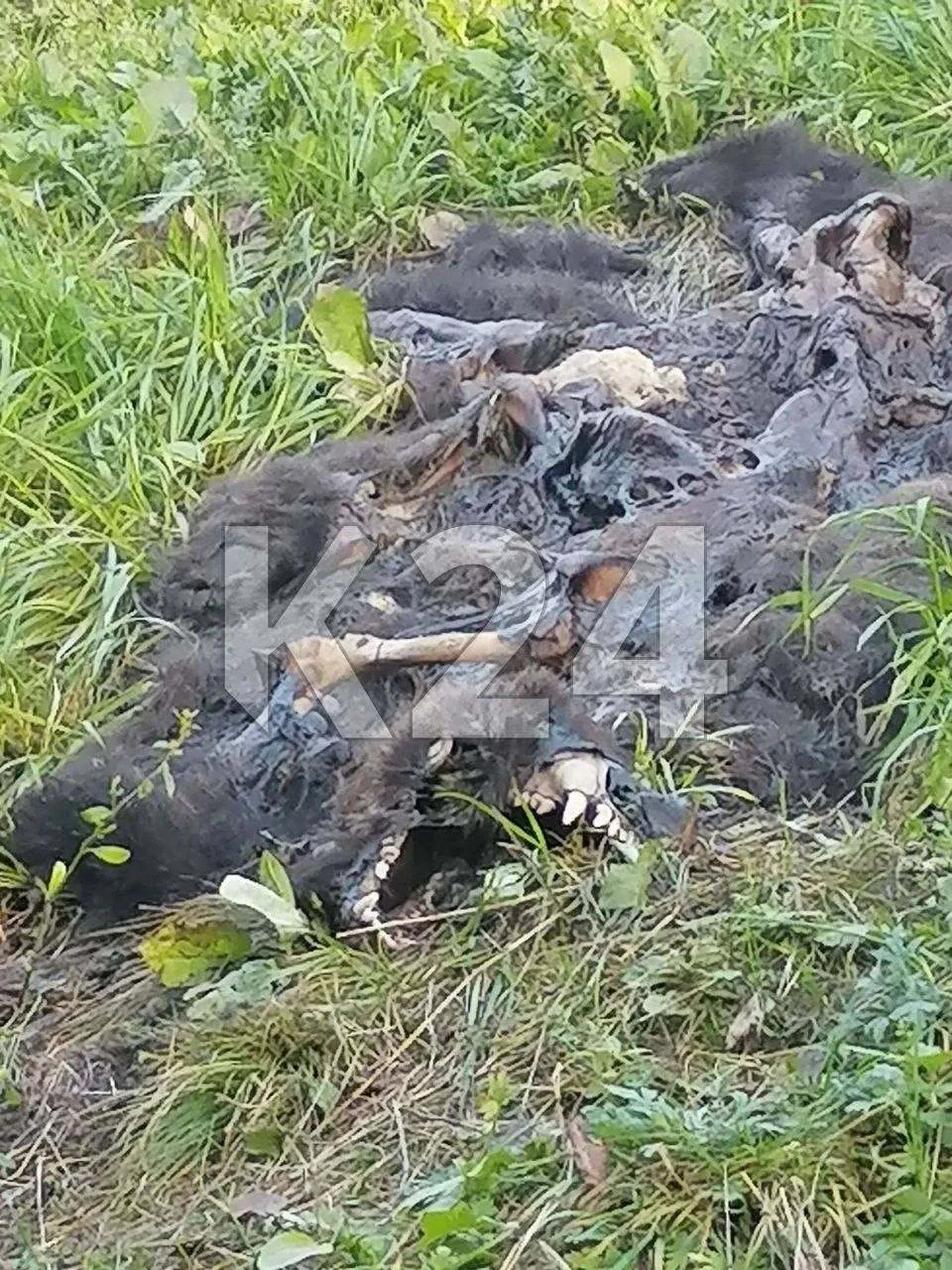 Туша медведя лежит в СНТ «Ручеёк» уже две недели и тухнет