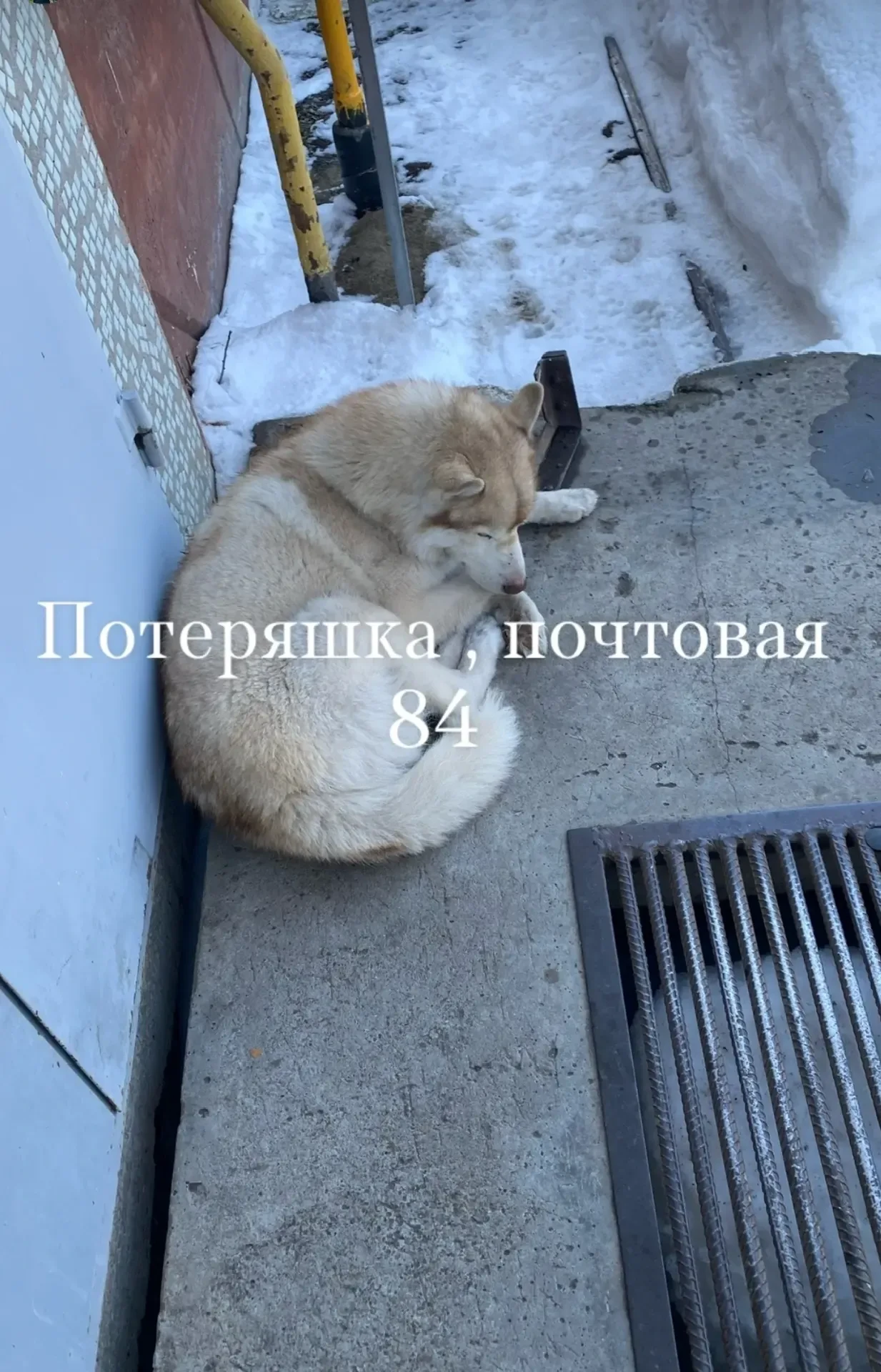 😢ВНИМАНИЕ! Хозяин, найдись!