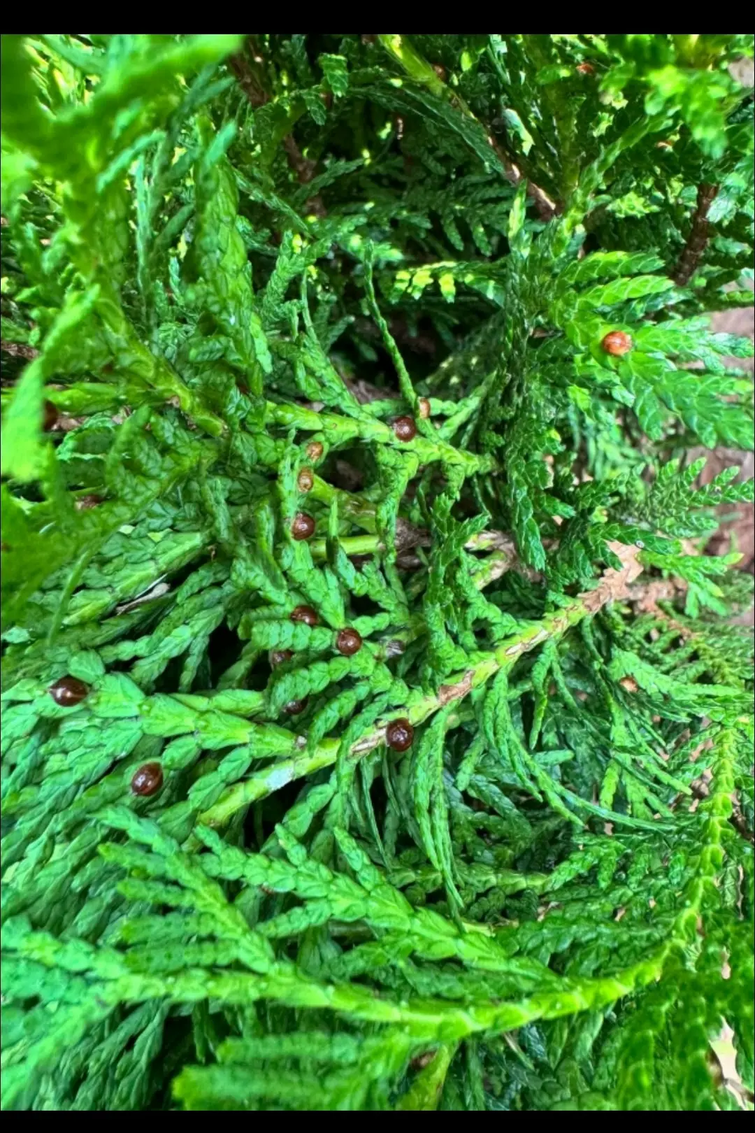 Подскажите, что за напасть и как лечить. Туя Даника

🌲 Канал Всё про хвойные
🎄Чат Всё про хвойные
