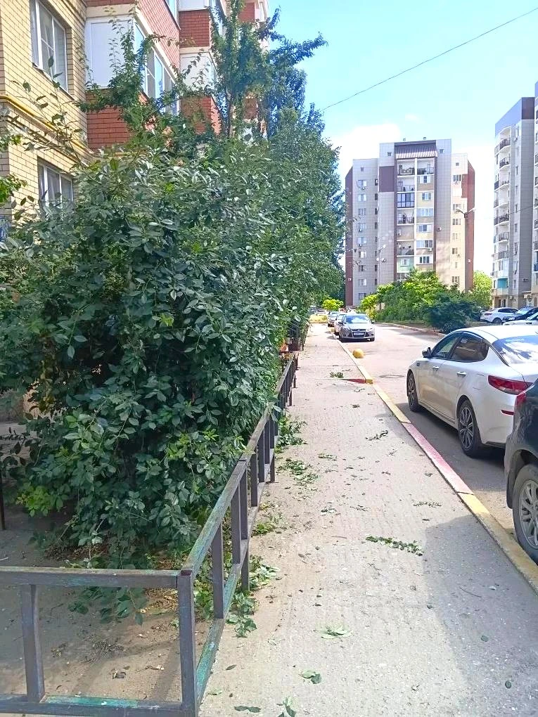 К новости «✂️ Летняя стрижка для вашего двора! 🌳»