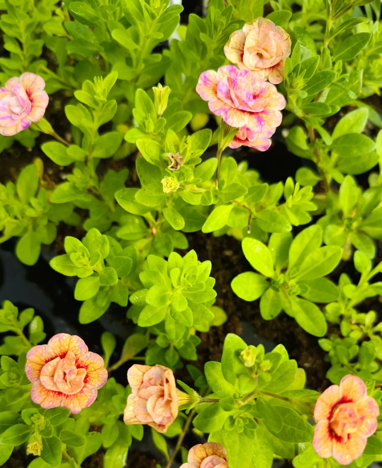 Ох, как же здорово, когда в теплице начинается такая красота! 🌸 Кажется, скоро здесь б...