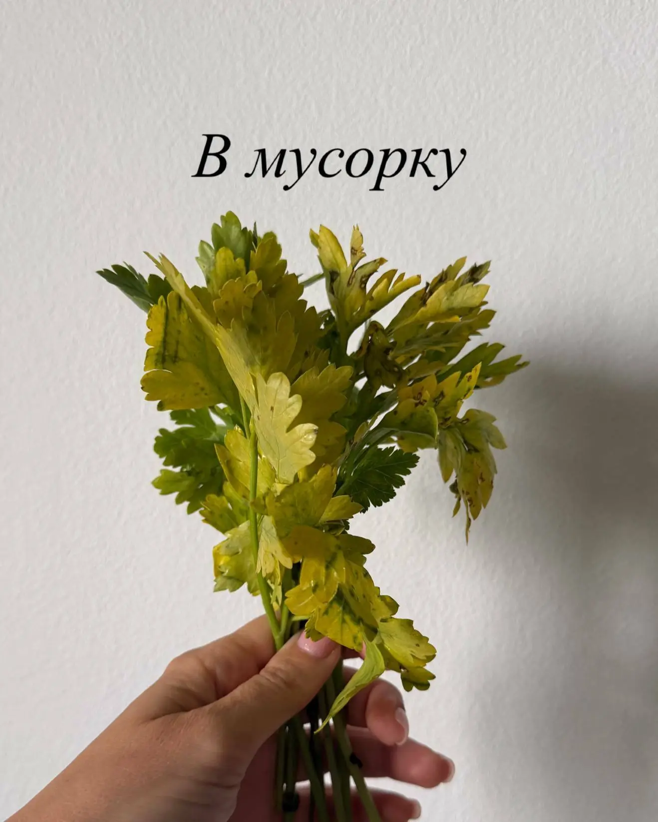 😭 Сегодня выкинула петрушку. Ту самую, которую обожаю.

Забыла в холодильнике из-за больного зуба, 