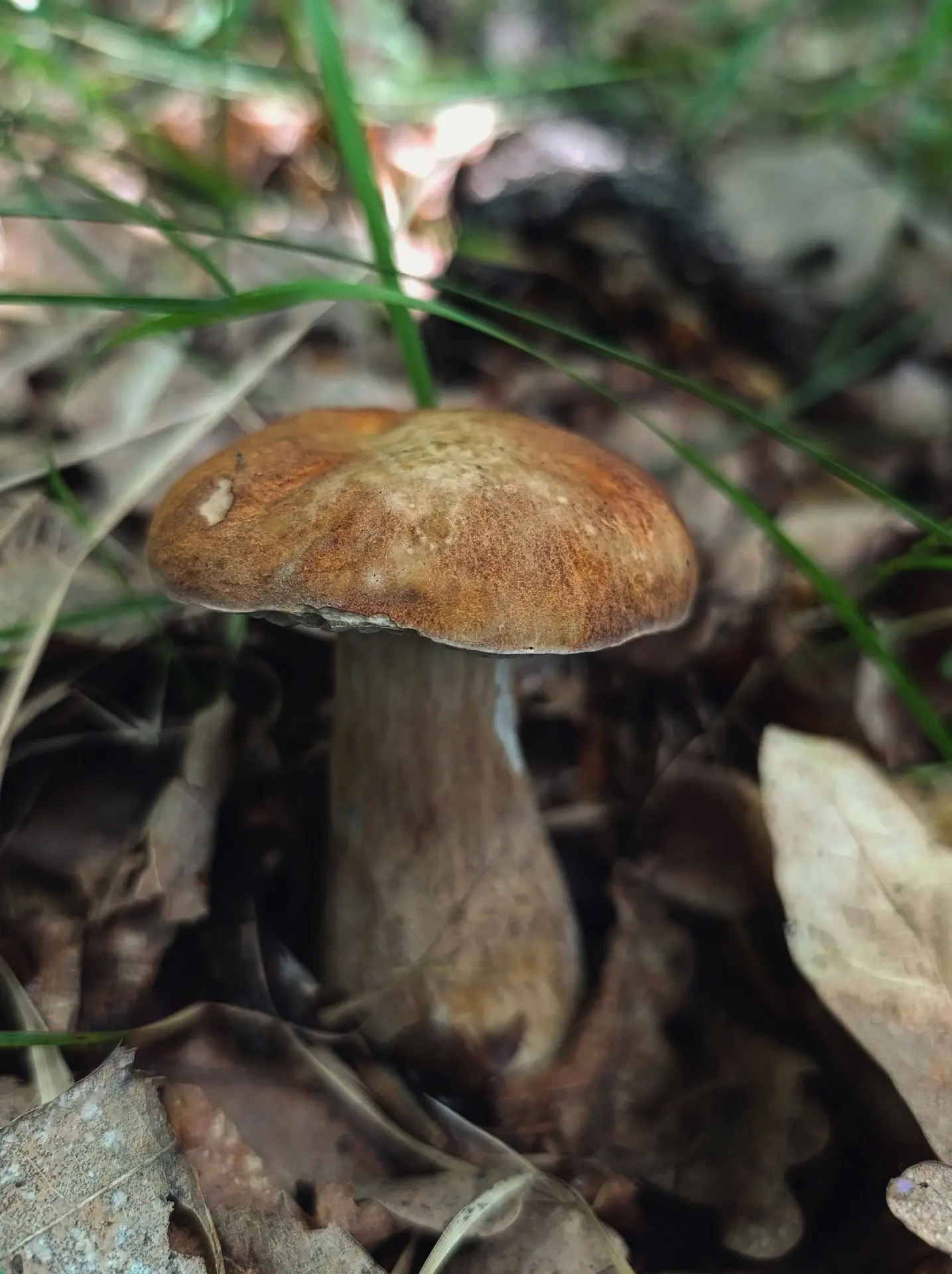🍄 А нижегородцы вовсю хвастаются своим лесным уловом!

Белые, лисички и даже подберезовики встретил