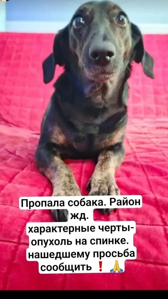 Здравствуйте,  помогите найти любимицу 🙏 89888993234