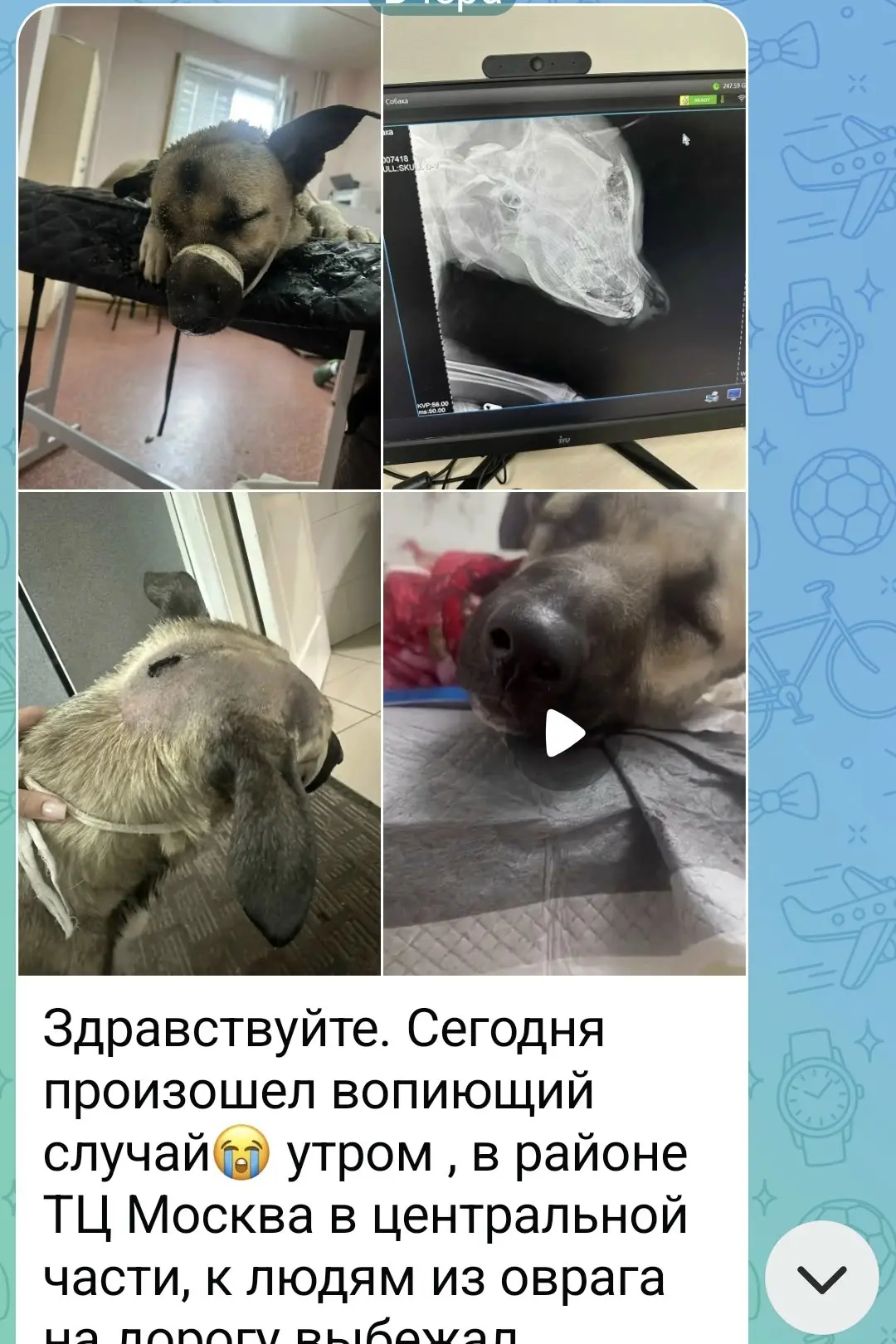 Доброго дня всем не равнодушным людям,кого тронуло вчерашнее событие с искалеченной  собакой. .  Мои