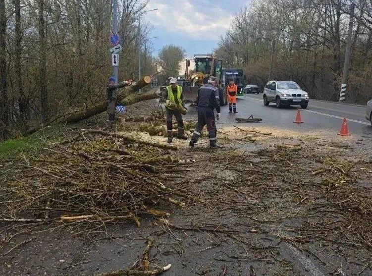 В Кирове после урагана «Зеленстрой» убирает поваленные деревья    Одно из них упало на дамбе за Стар
