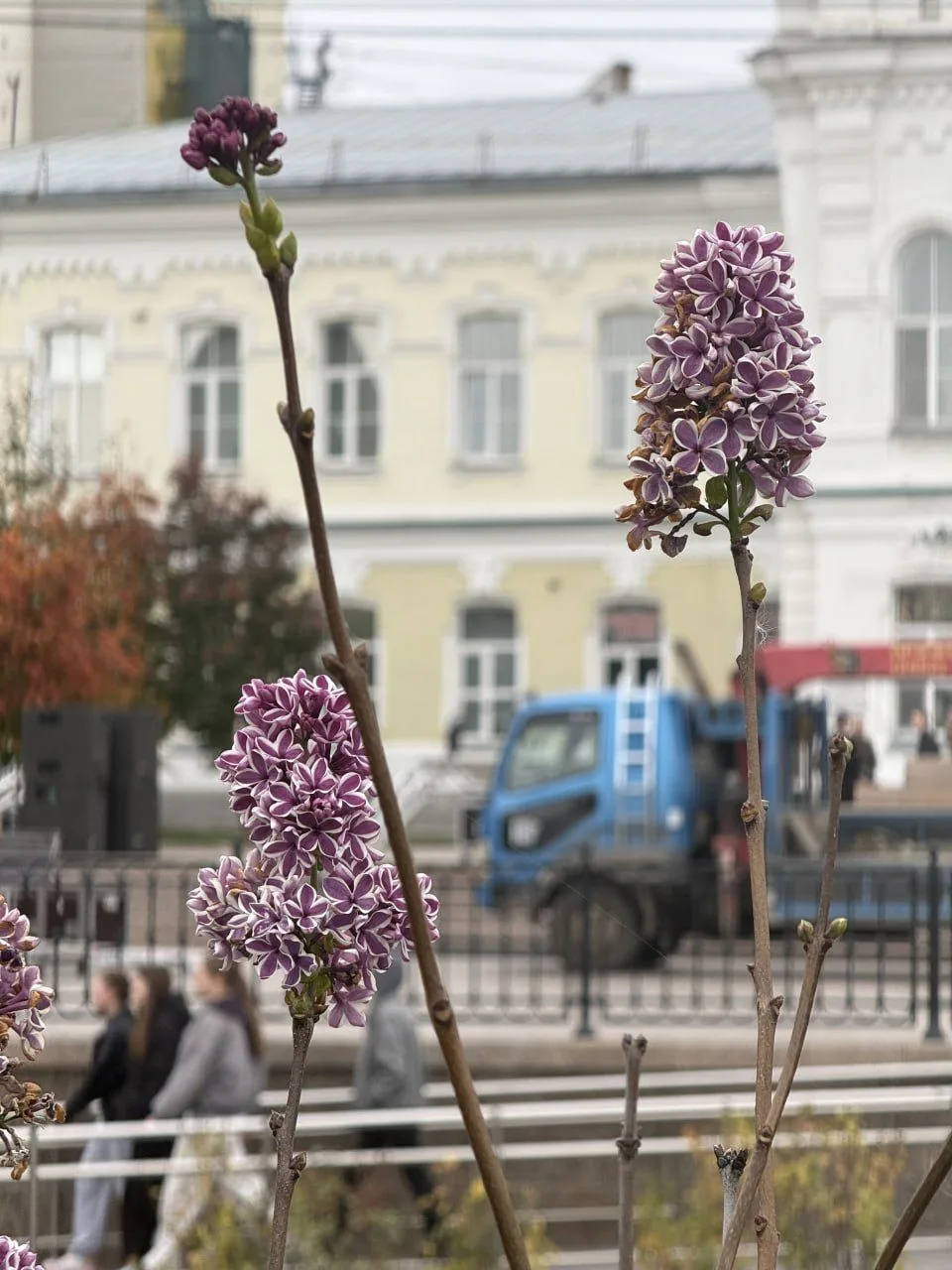 🌸 В центре Омска второй раз за сезон зацвела сирень