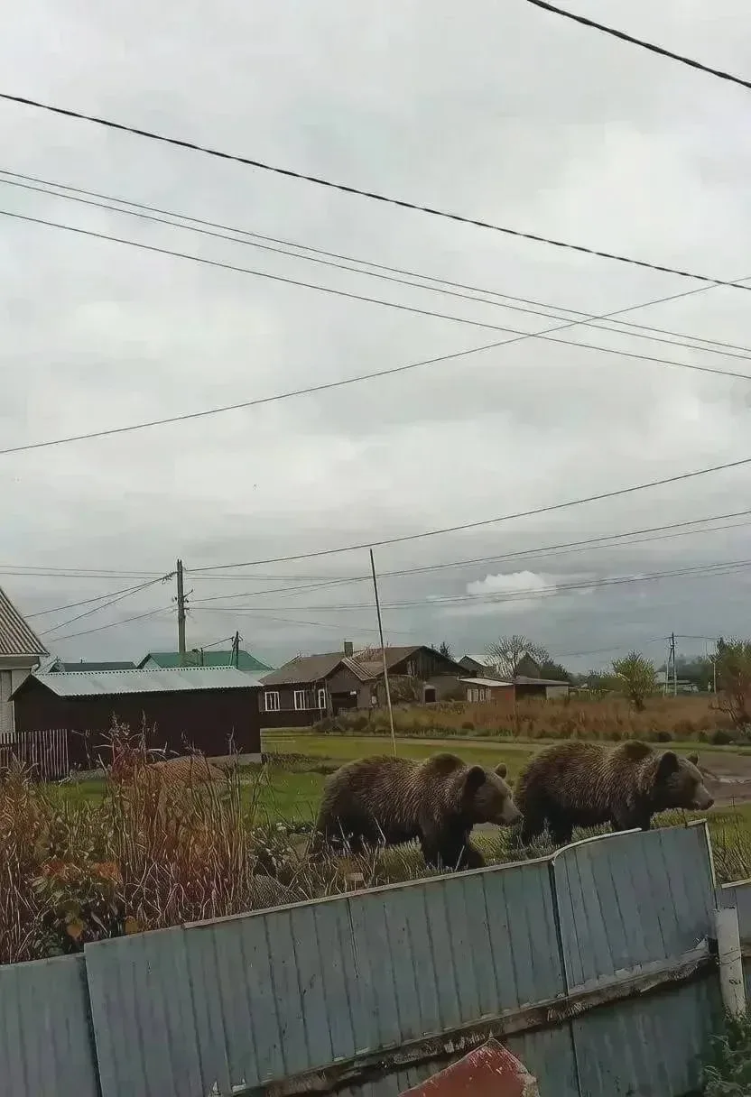 🐻 В Кузбассе ищут создателя фейкового снимка с медведем