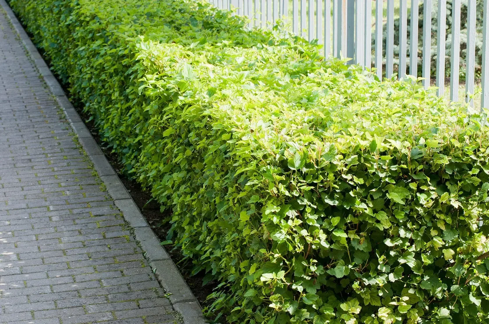 🌳 Обновление зелёной зоны на ул. Потанинской, 8: станет уютнее и красивее!