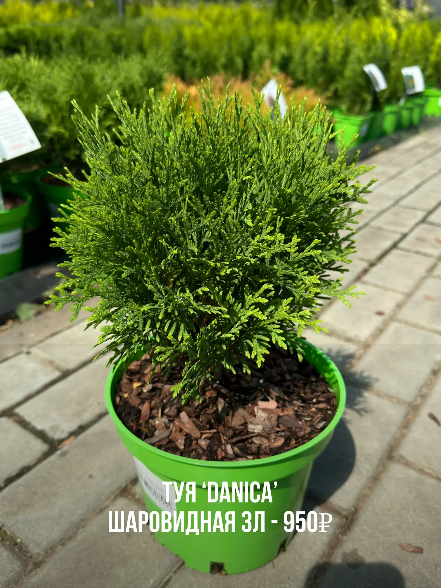 🌱Новая поставка растений в садовом центре РОСТОВСАД!!