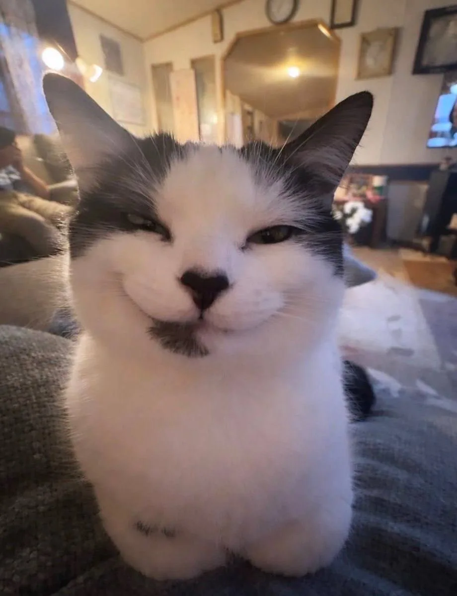 Весело гаду 🙂 🐈 Ваш VPN все? Попробуй ! 🐈 Ваш VPN все? Попробуй Magnum VPN!