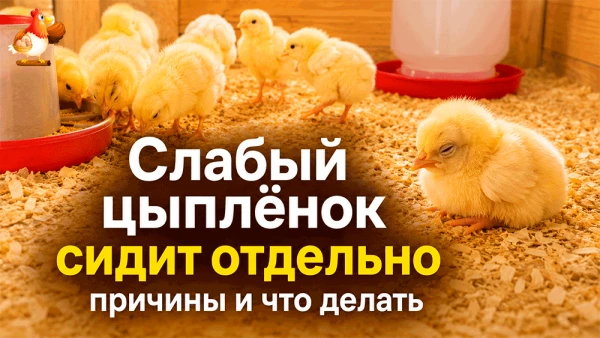Слабый цыплёнок сидит отдельно – причины, первая помощь и когда уже пора бить тревогу? Заглядываете 