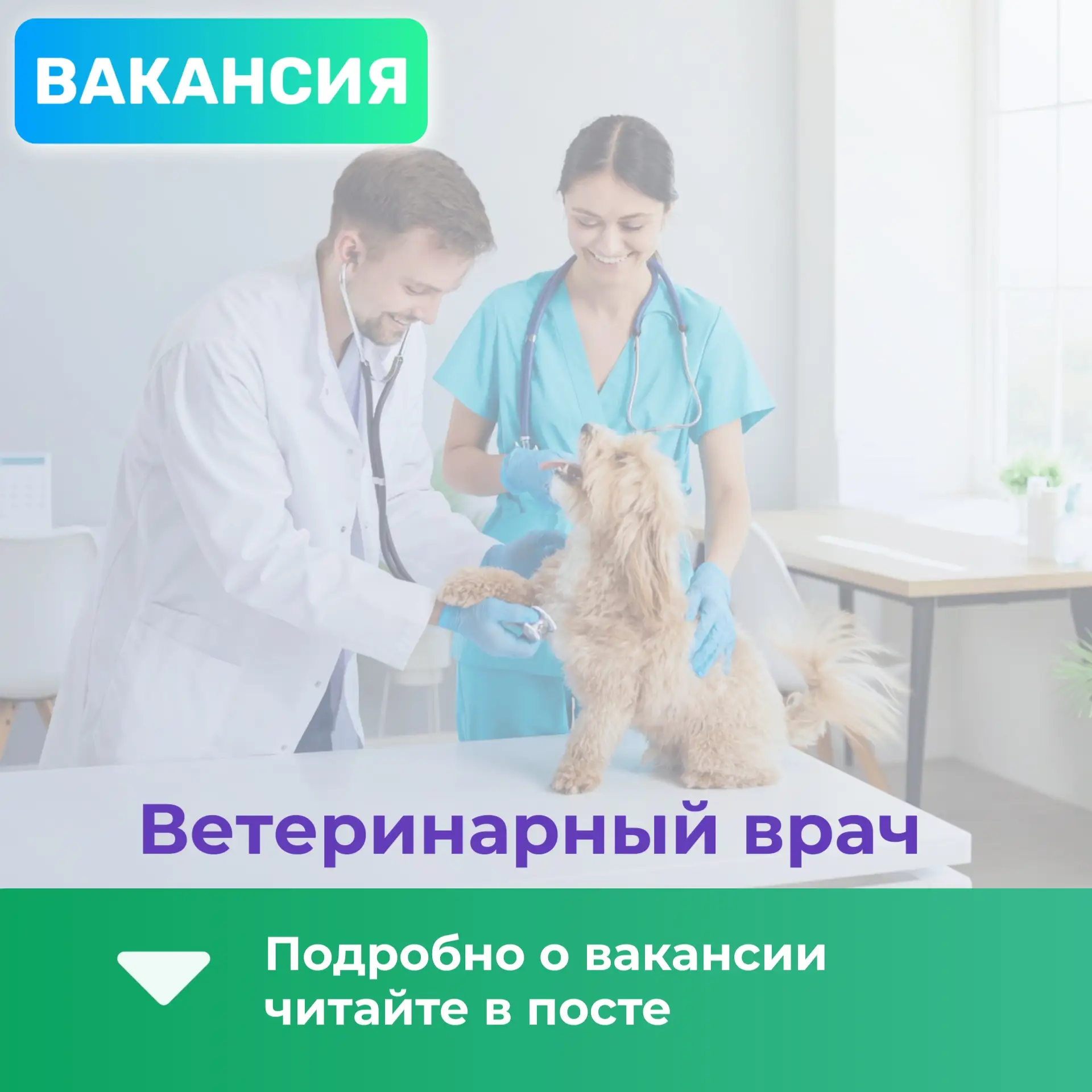 ВАКАНСИЯ: Ветеринарный врач во Владивостоке

Крупному современному ветеринарному центру требуются тр