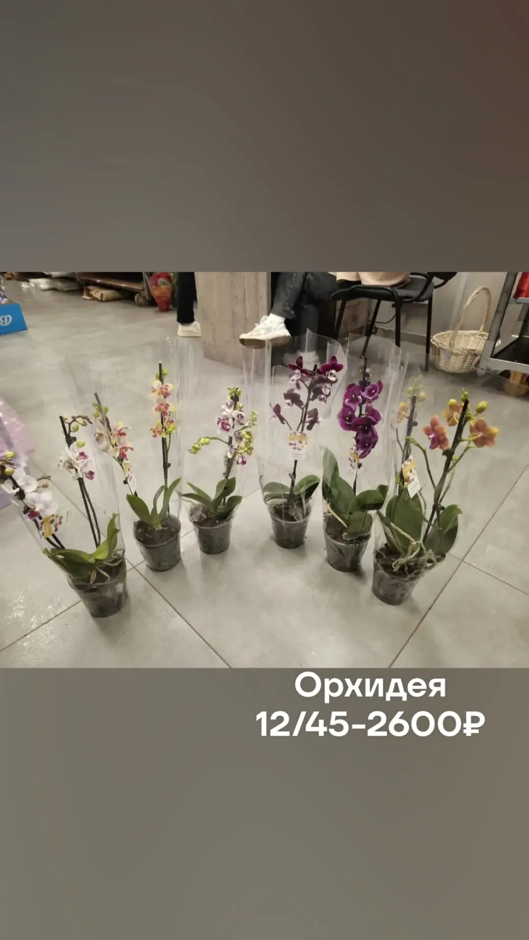 Дорогие друзья🤗 завтра привезу  вот такие цветочки ,