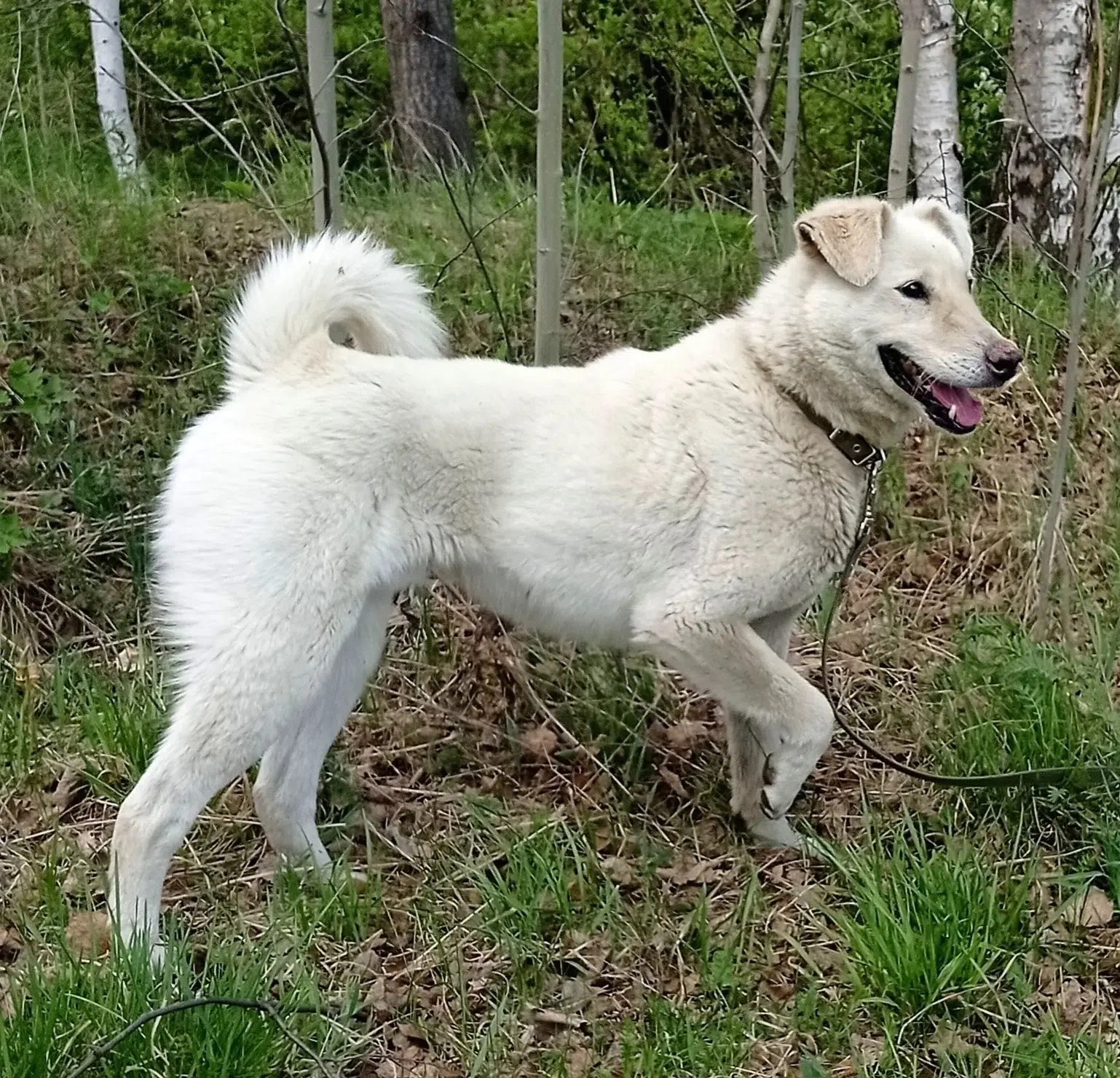 🌟 Подопечный Первоуральского Приюта ищет дом!

🐾 Ризз, 3 года 🐾
🐕 Ризз- необыкновенный красавчик