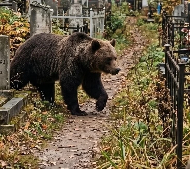 🐻 В Северодвинске ликвидировали медведя, выходившего на кладбище