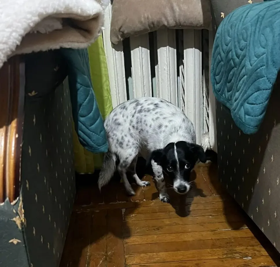 Кто потерял собачку на зиповской. Взяли домой придержать,очень пугливая. С ошейником. З...