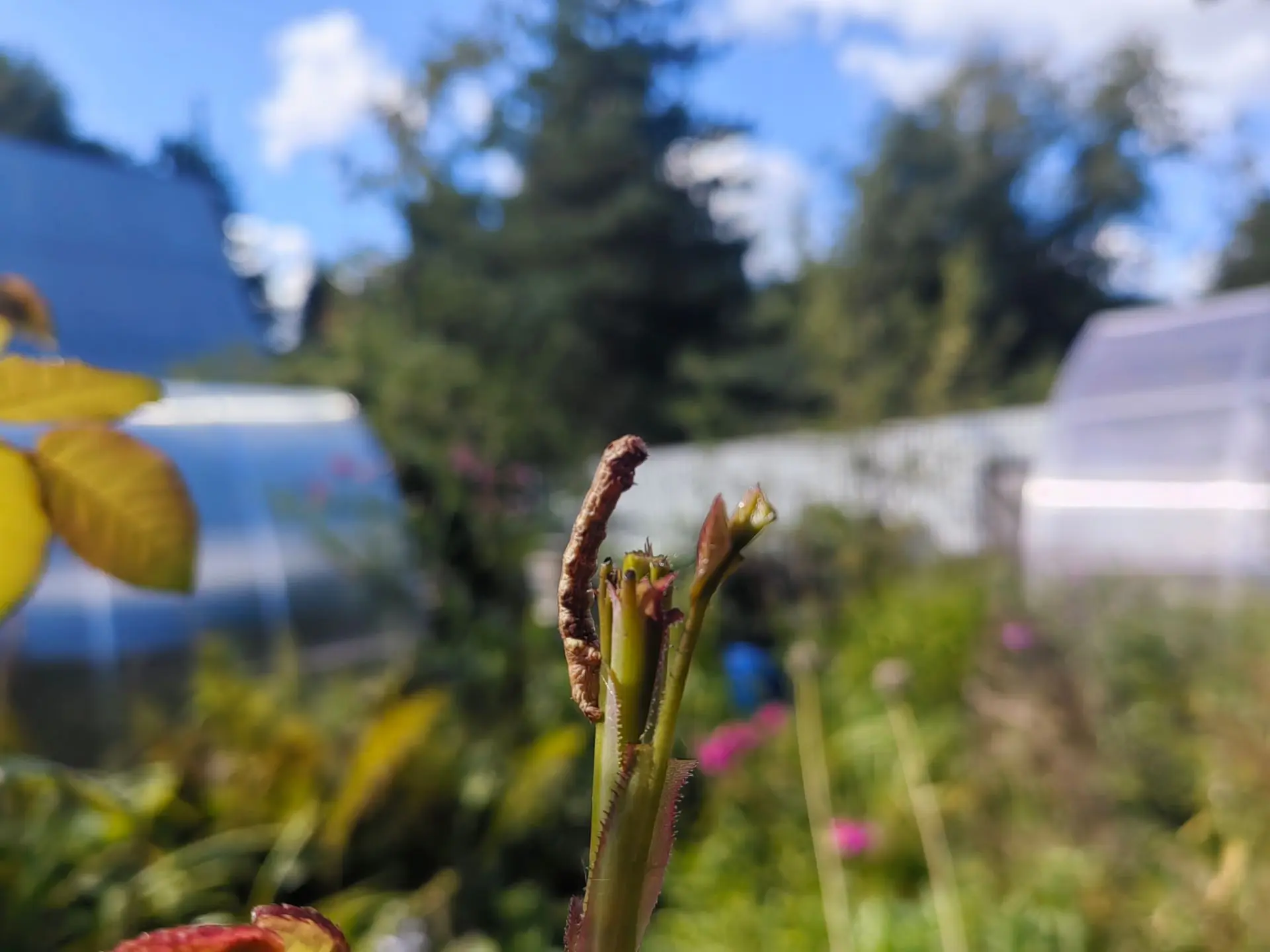 🐛Прикинулась веточкой и решила, что так её не заметят.