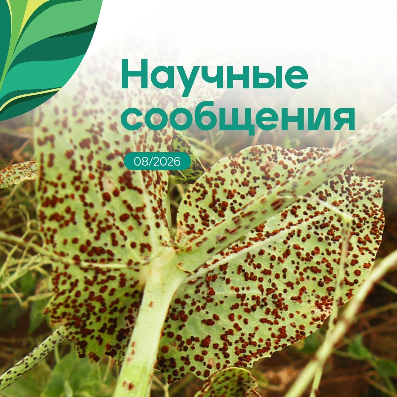 Дорогие друзья!