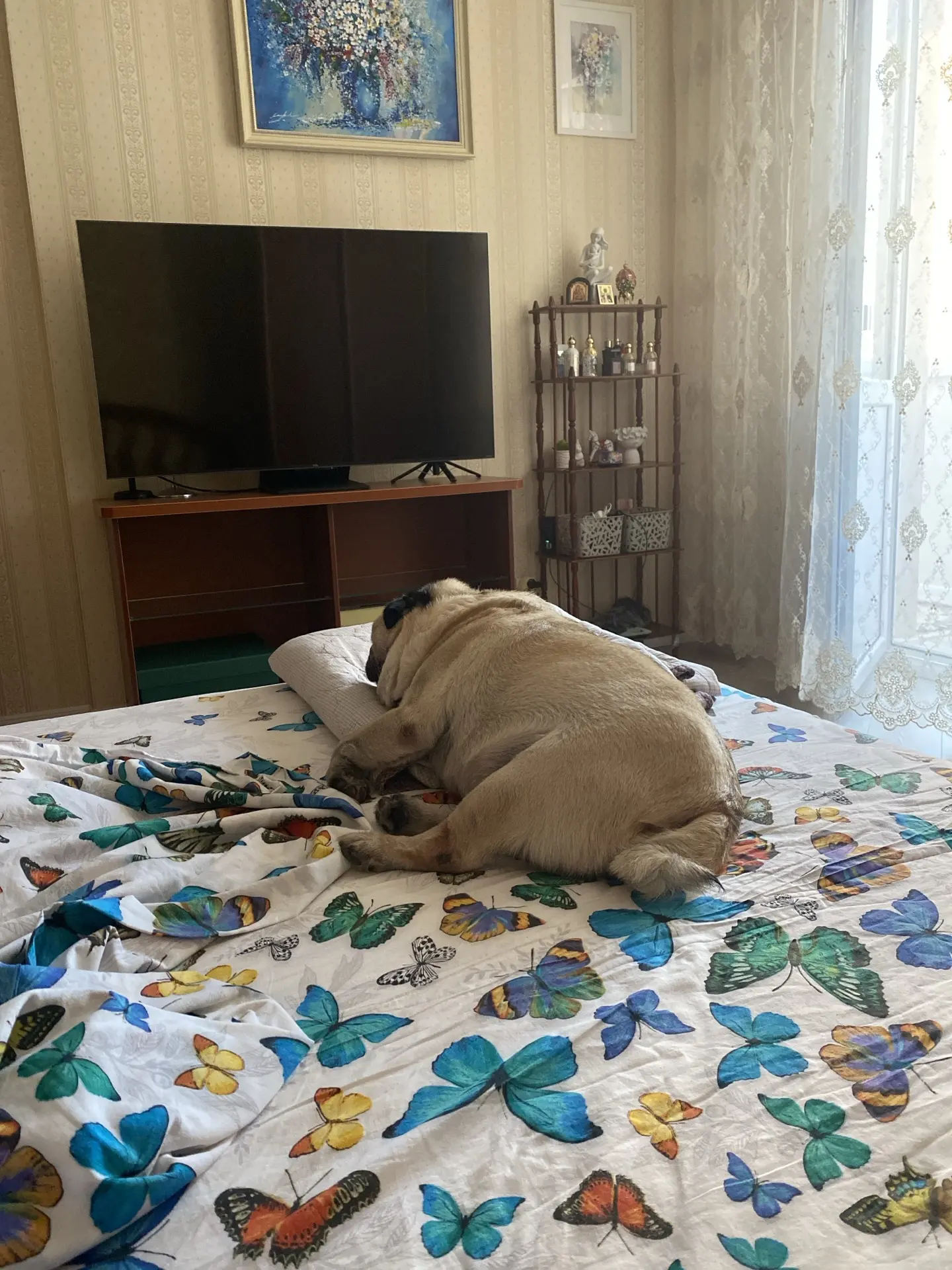 Моя « бабочка»!😂❤️
