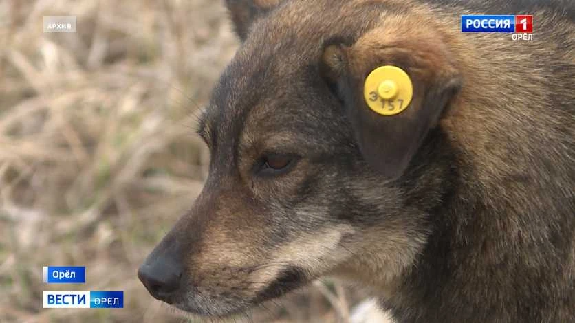 🐕 В Орле выделяют три миллиона рублей на отлов бездомных собак

Подрядчика уже ищут. Заявок ждут до