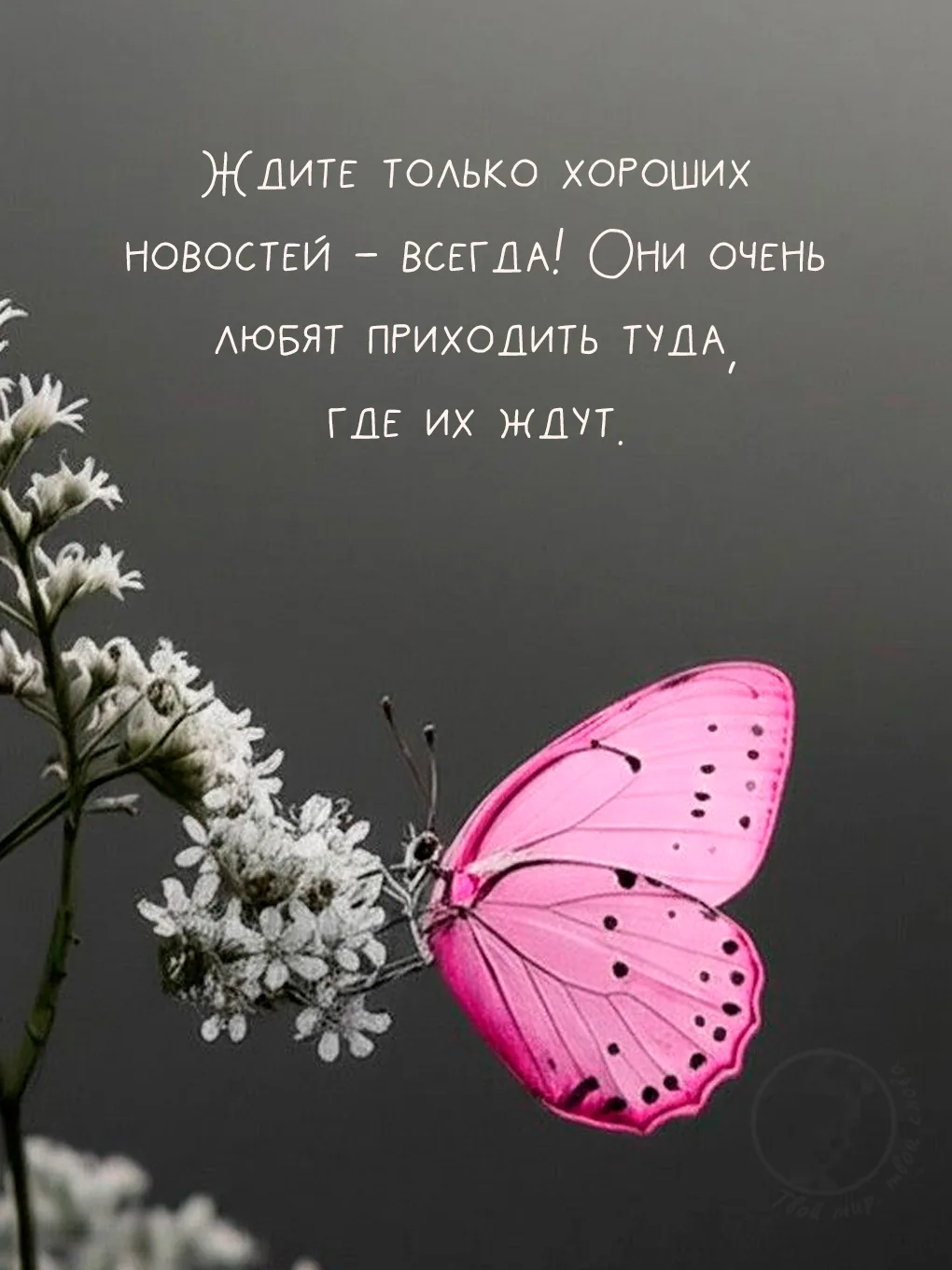Твой мир, твои слова
