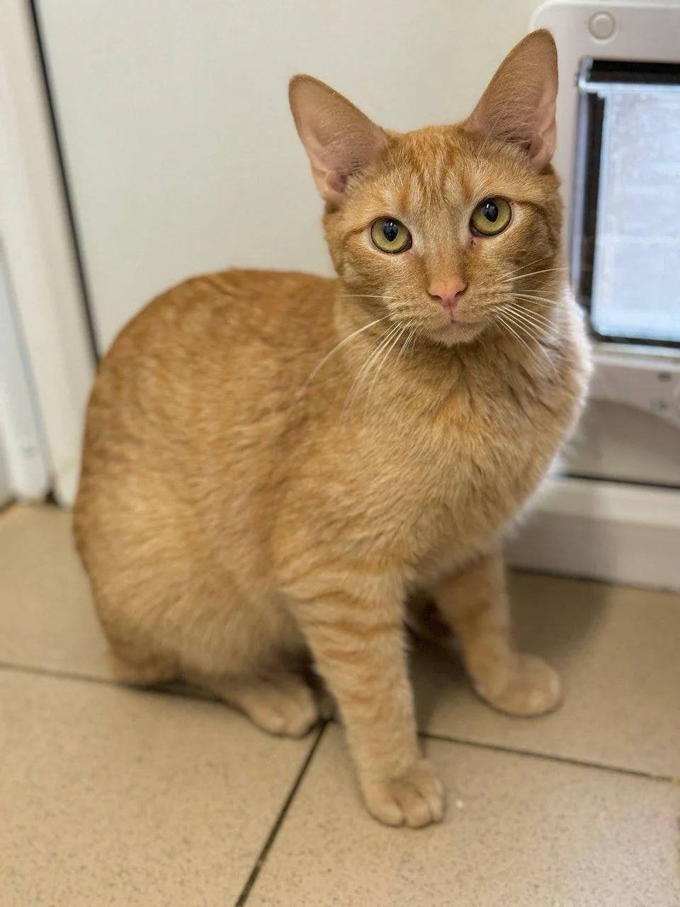 Имбирь ищет дом 🧡🐾