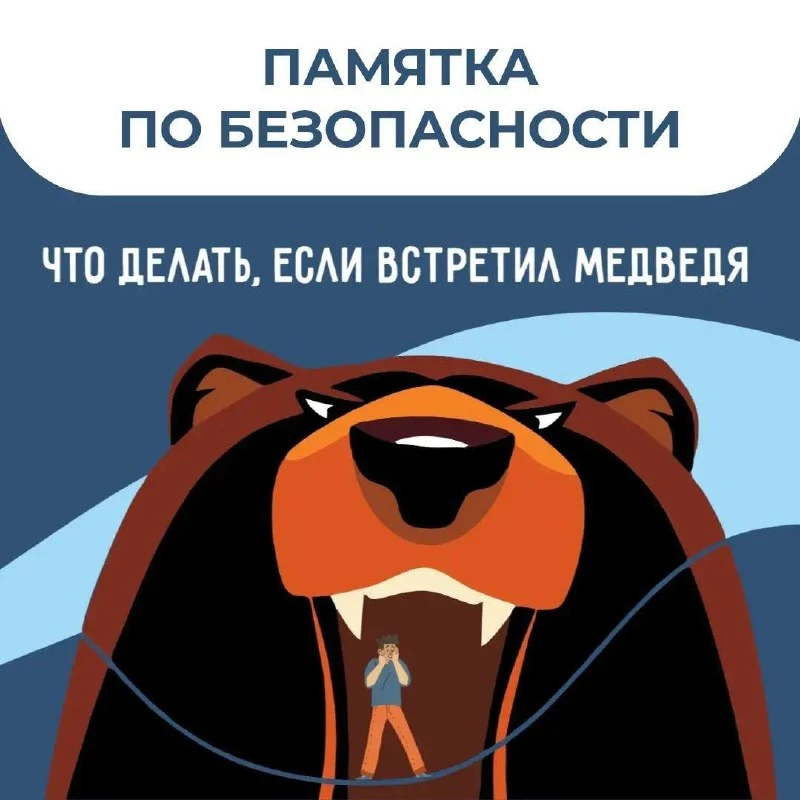 Участились случаи встреч с медведями в Красноярском крае.