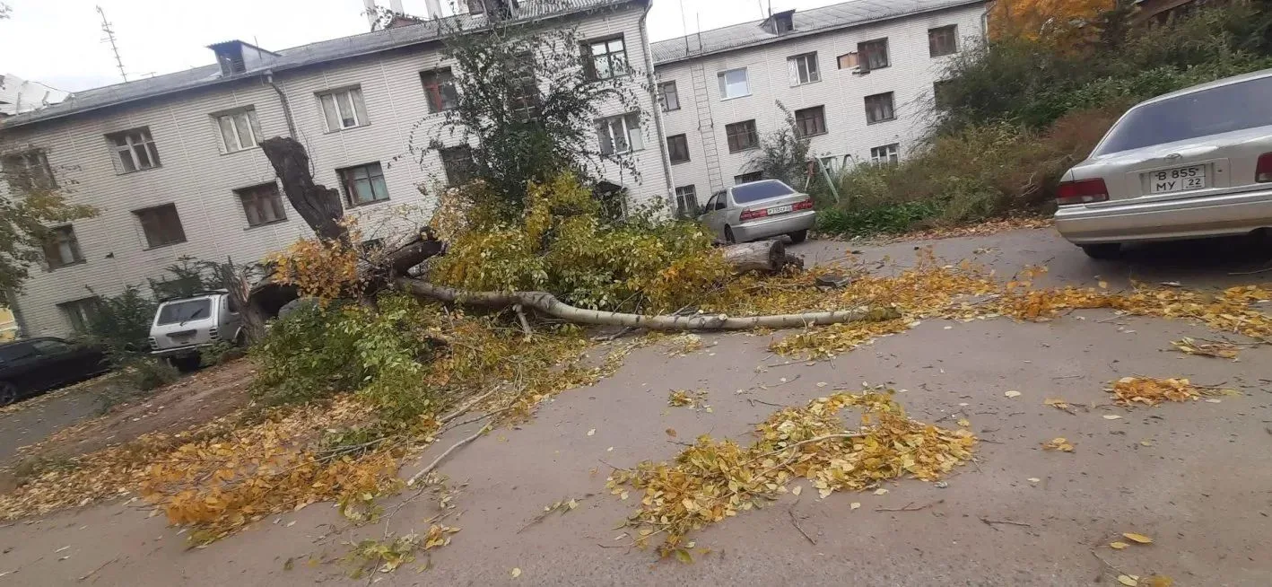Ураганный ветер привел к отключению электричества и повалил деревья в Барнауле