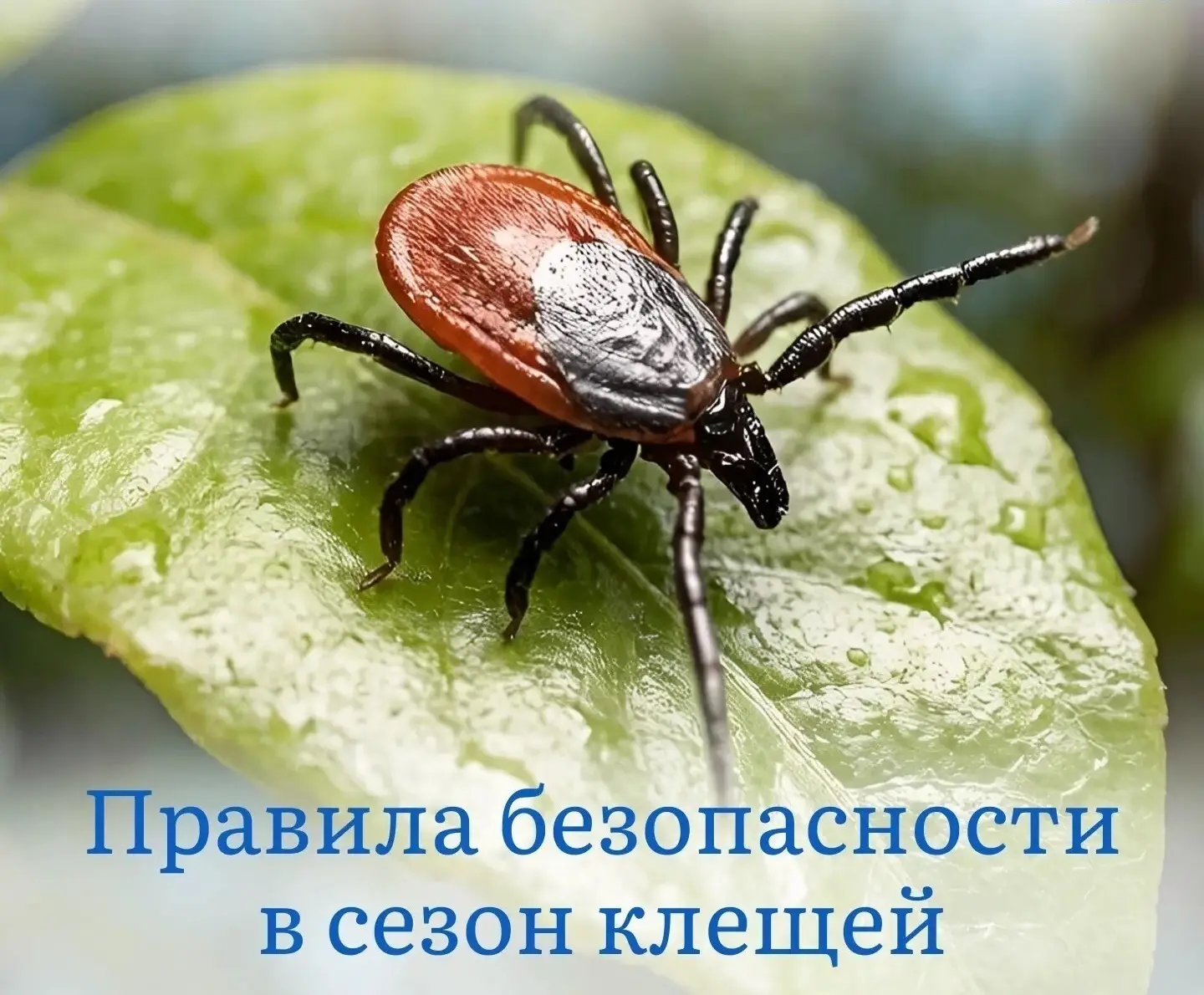 Осторожно: клещи!