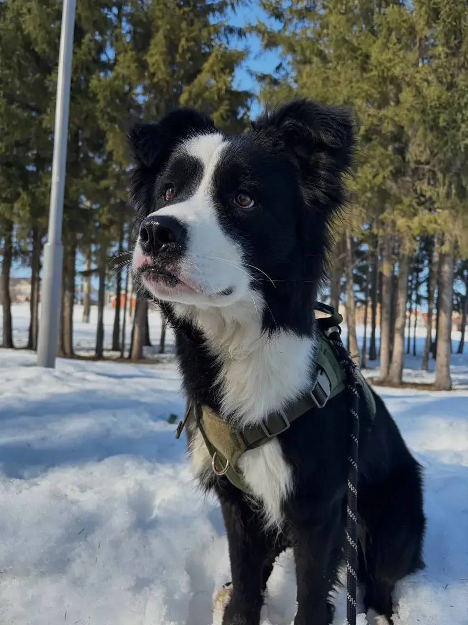 В самые добрые руки отдаём пёсика (отдаем только в дом)🐕 Ему два года.