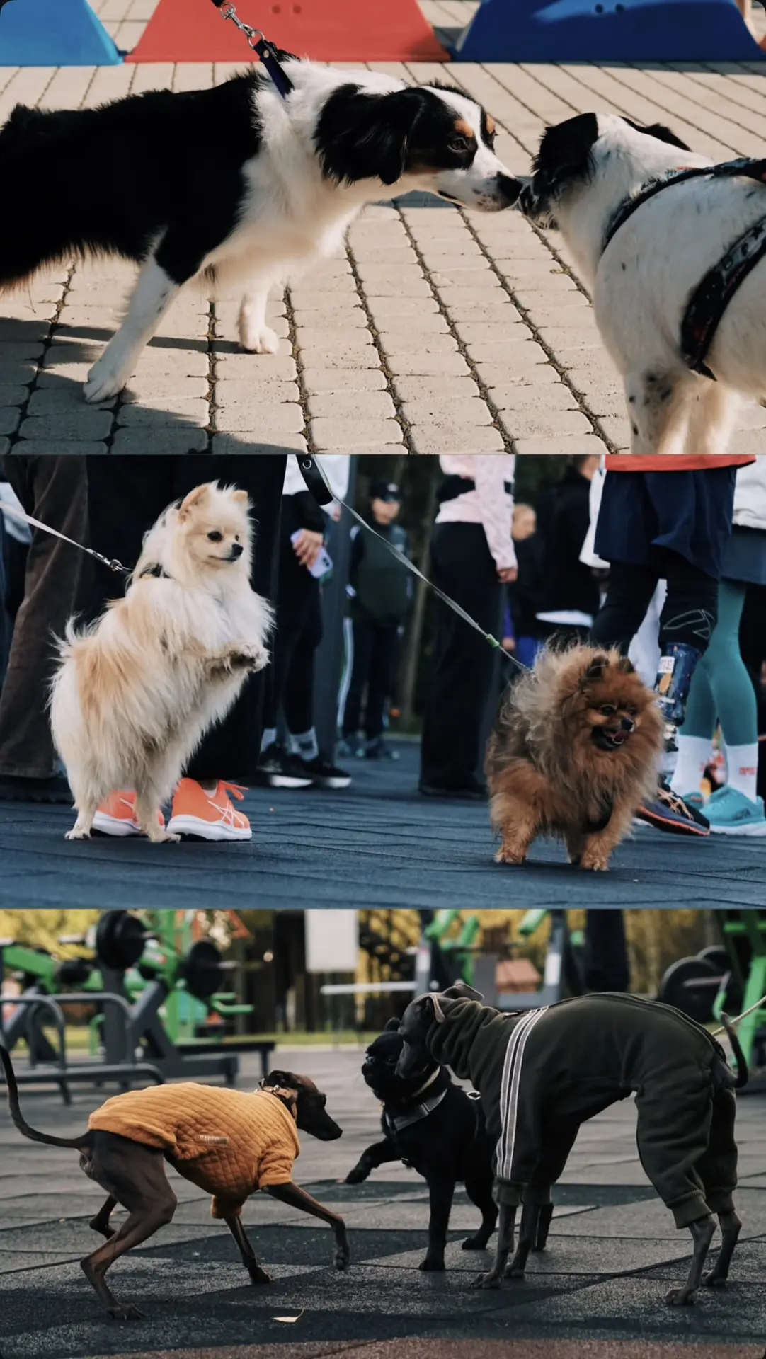Уже ждем следующий собачий забег ❤️