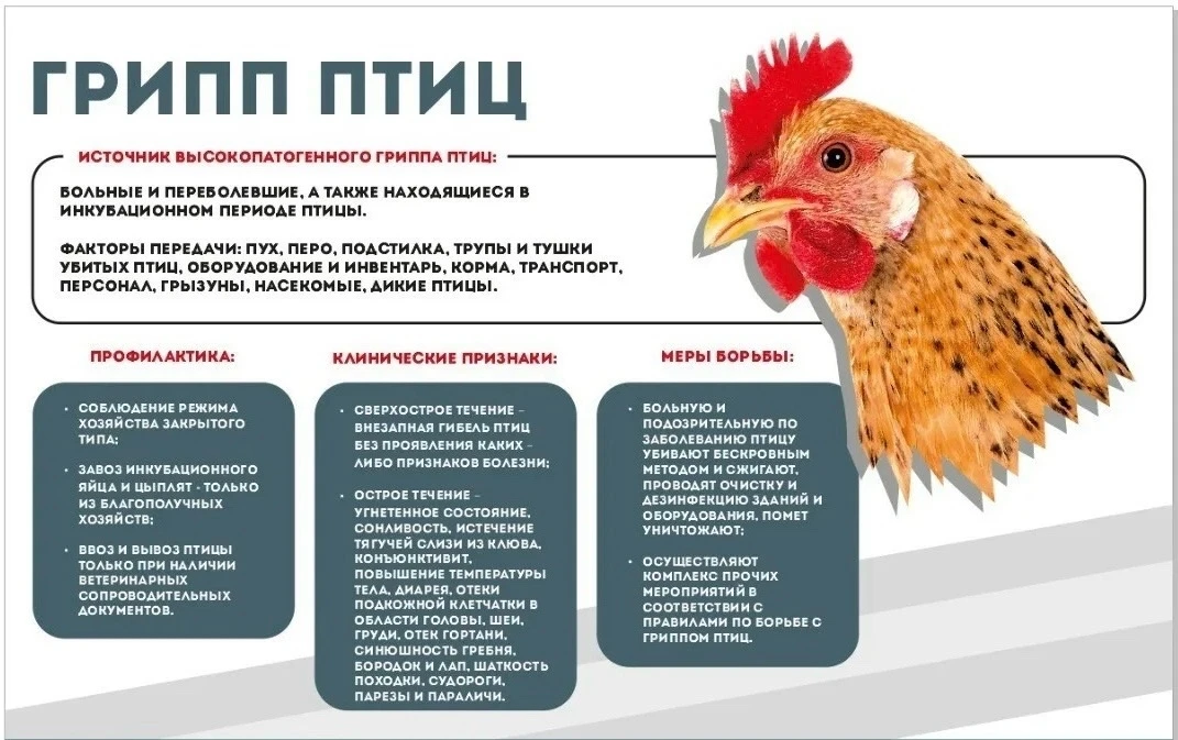 📍Птичий грипп — острое инфекционное заболевание. К гриппу восприимчивы все виды птиц, ...