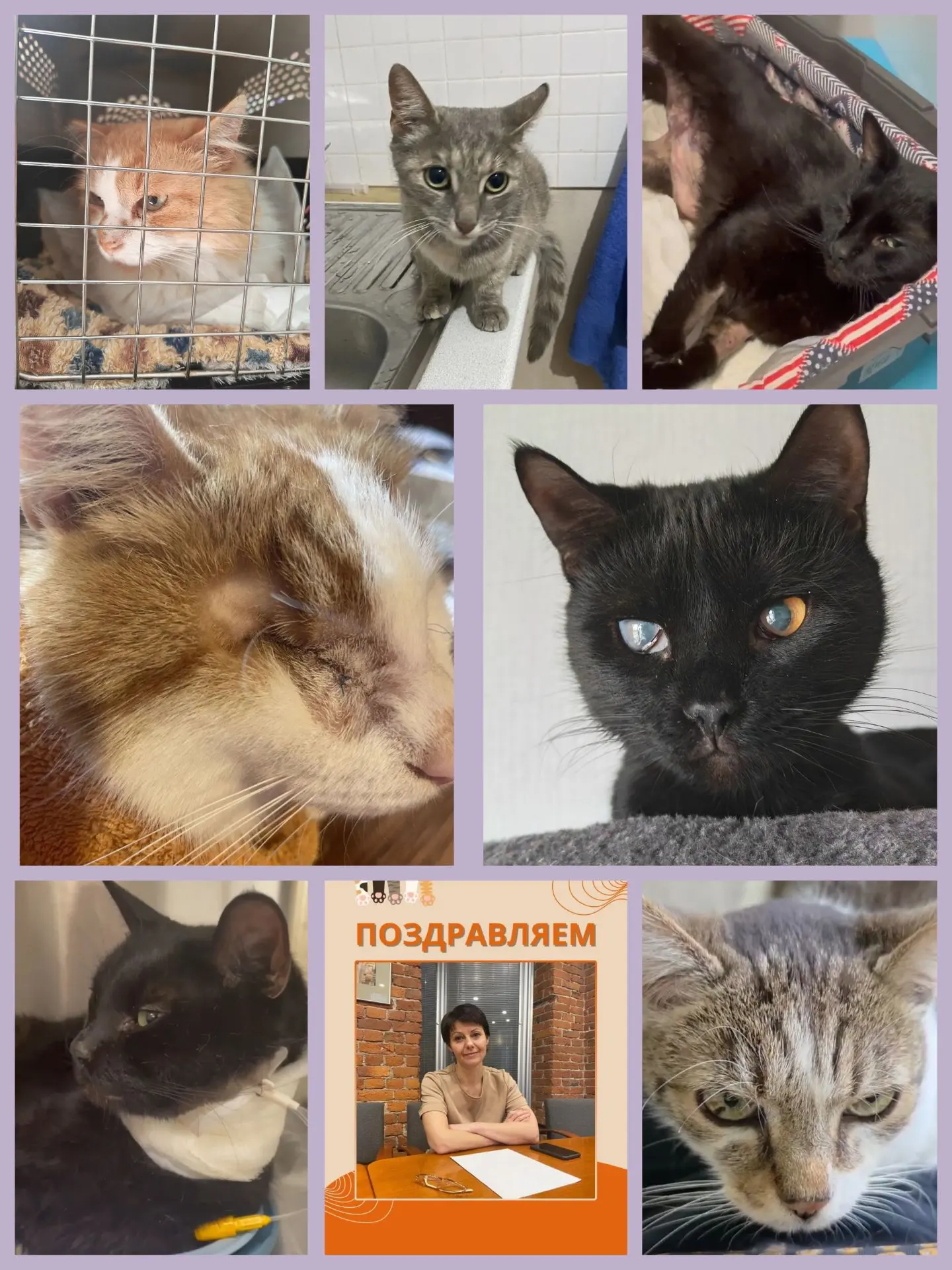 Наш кото-дайджест за неделю: 10.08.- 16.08.2026 💡