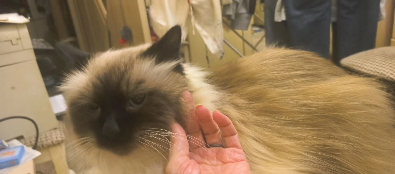 В гостях у Монечки. 🐈