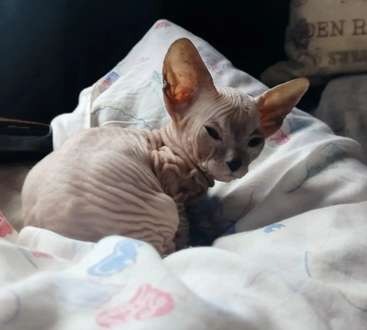 Продаются котята донской сфинкс